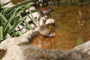 Close up of a sparrow bathing in water and preening in a stream.