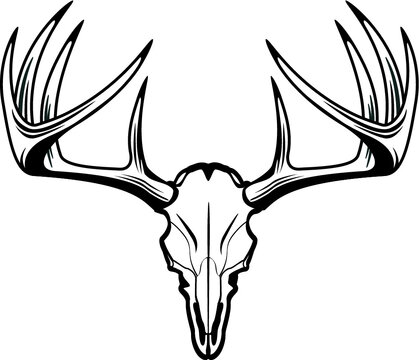 vector deer buck skull with antlers
