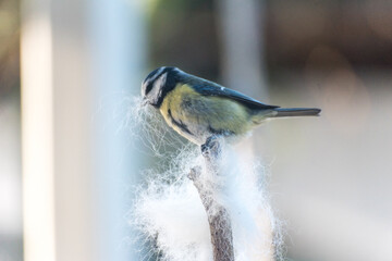 bluetit collecting dog fell as nesting material