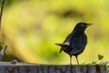 Eine Amsel steht auf einen Baumstamm und schaut  nach rechts