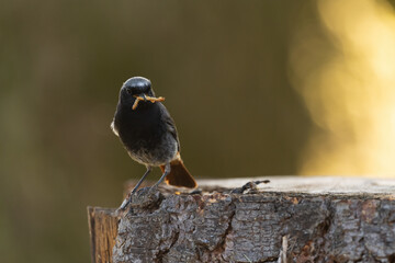 Ein Hausrotschwanz mit posiert mit mehreren Würmern im Schnabel vor unscharfen Sonnigen Hintergrund
