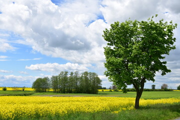 Pola rzepaków, łąki, kwiaty, zieleń, żółte łany na polach Dolnego Śląska,  - obrazy, fototapety, plakaty