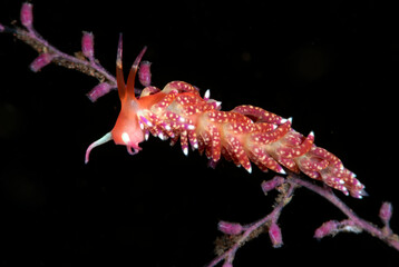 Trinchesia sp. - nudibranch (sea slug) feeding on a hydroid. Underwater macro world of Tulamben, Bali, Indonesia.