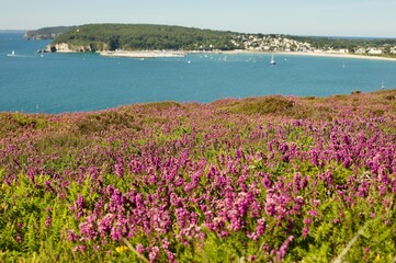 pink heathers in front of crozon beach