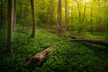naturbelassener Bärlauchwald