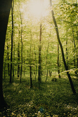 Fresh green spring nature in the forest. Beautiful natural nature scene of a dreamy forest with spring bright light.