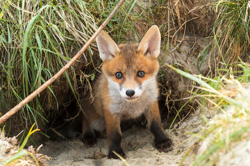 Ein Jungfuchs schaut aus seinem Bau