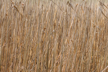 Dry norfolk reed twigs background in early spring time with copy space