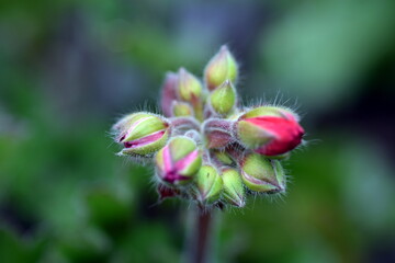 Rote Knospen einer Geranie