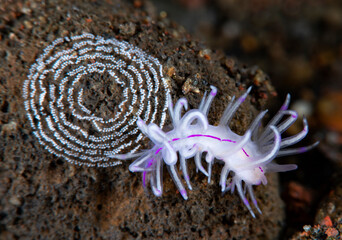 Unidentia sandramillenae - sea slug laying eggs on a stone. Underwater macro life of Tulamben, Bali, Indonesia.