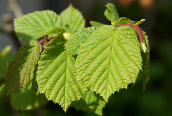 Young fresh leaves of Corylus avellana