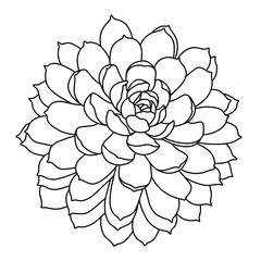 Hand drawn vector of Echeveria elegans isolated on white background. Stock illustration of succulent plant in line sketch style for coloring pages.