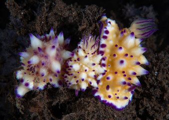 Nudibranch (sea slug) - Mexichromis multituberculata feeding on a sponge. Underwater macro world of Tulamben, Bali, Indonesia. 