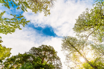 Variety crowns of the trees in the spring forest against the cloudy sky with the sun