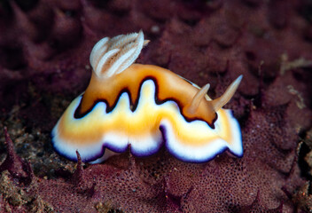 Goniobranchus coi - nudibranch (sea slug) feeding on a sponge. Underwater macro world of Tulamben, Bali, Indonesia.	