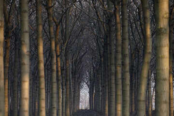 Trees arch in the forest