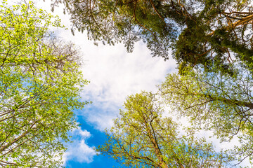 Variety crowns of the trees in the spring forest against the cloudy sky. Bottom view of the trees