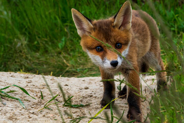 Ein Jungfuchs schaut neugierig