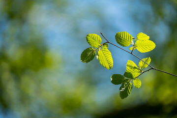 Leaves of a beech tree in sunlight