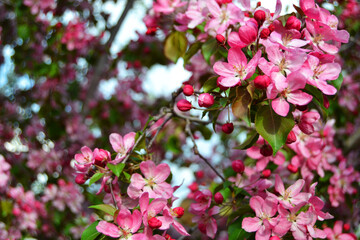 Pink flowers of a blooming apple tree in a spring garden