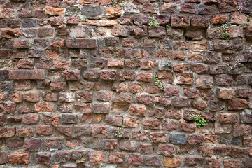 Burgruine, Burg, #Ruine, Schloß, Mauer, Blume, Backstein