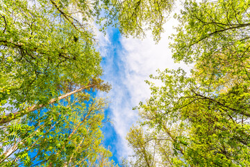 Variety crowns of the trees in the spring forest against the cloudy sky. Bottom view of the trees