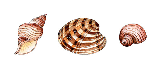 Set of watercolor illustrations of beautiful seashells in beige and brown colors. Underwater world. Tropical oyster shell. External skeleton of molluscs, security, home. Isolated over white background