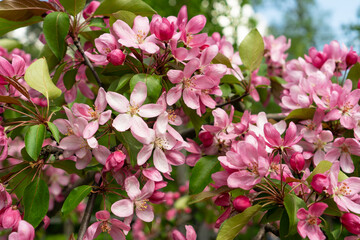 Apple tree blossoming with pink flowers.
