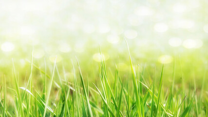 green fresh grass on blurred bokeh background with place for text spring background