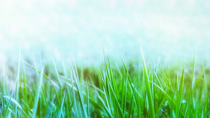 green fresh grass on blurred bokeh background spring background