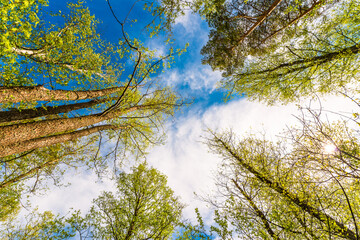 Variety crowns of the trees in the spring forest against the cloudy sky with the sun. Bottom view of the trees