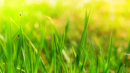 spring grassy field grass close up on blurred bokeh background with place for text