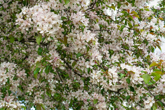 Beautiful blossoming apple tree with pink flowers. Nature in spring season.