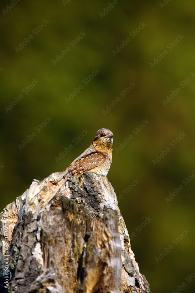 Wall mural The Eurasian wryneck (Jynx torquilla) sitting on the dry trunk with dark green background.Demonstration of camouflage in nature.