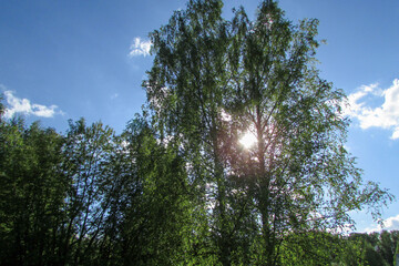 sun shining through birch trees against blue sky