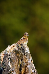 The Eurasian wryneck (Jynx torquilla) sitting on the dry trunk with dark green background.Demonstration of camouflage in nature.