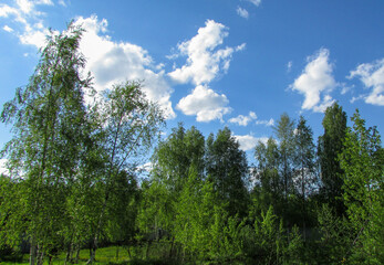 forest and sky