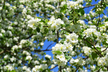 Apple blossom with white flowers on a blue sky background.