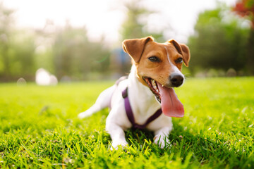 Happy active dog wearing collar  playing in fresh spring grass on sunny day.
