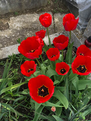 Beautiful blooming red poppy in the spring.