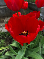 Beautiful top view of a blooming red poppy in spring.