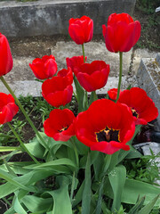 Blooming red poppy in the garden during spring time