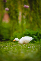 Duck in the grass. The bird is having lunch