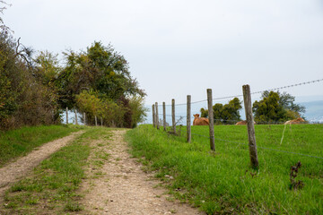 farm track along cow pasture