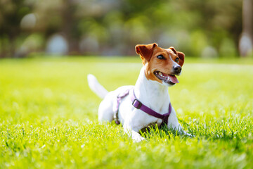 Happy active dog wearing collar  playing in fresh spring grass on sunny day.