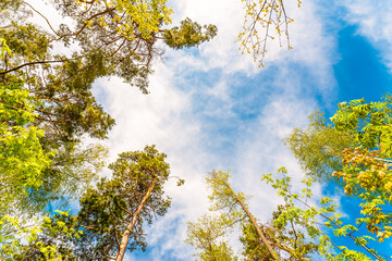 Variety crowns of the trees in the spring forest against the cloudy sky. Bottom view of the trees
