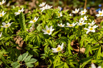 Obraz premium Wood anemones growing at field. Beautiful white spring flowers Anemone Nemorosa. Scenic delicate spring seasonal wildflowers at sunny day.