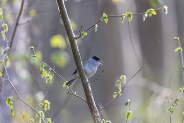 A blackcap sings in the forest on a branch against a blurred background