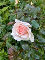 Pink delicate rosebud among greenery in the garden