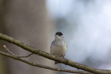 A blackcap sings in the forest on a branch against a blurred background